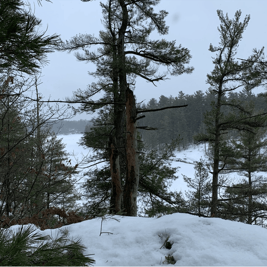 beautiful winter nature scene