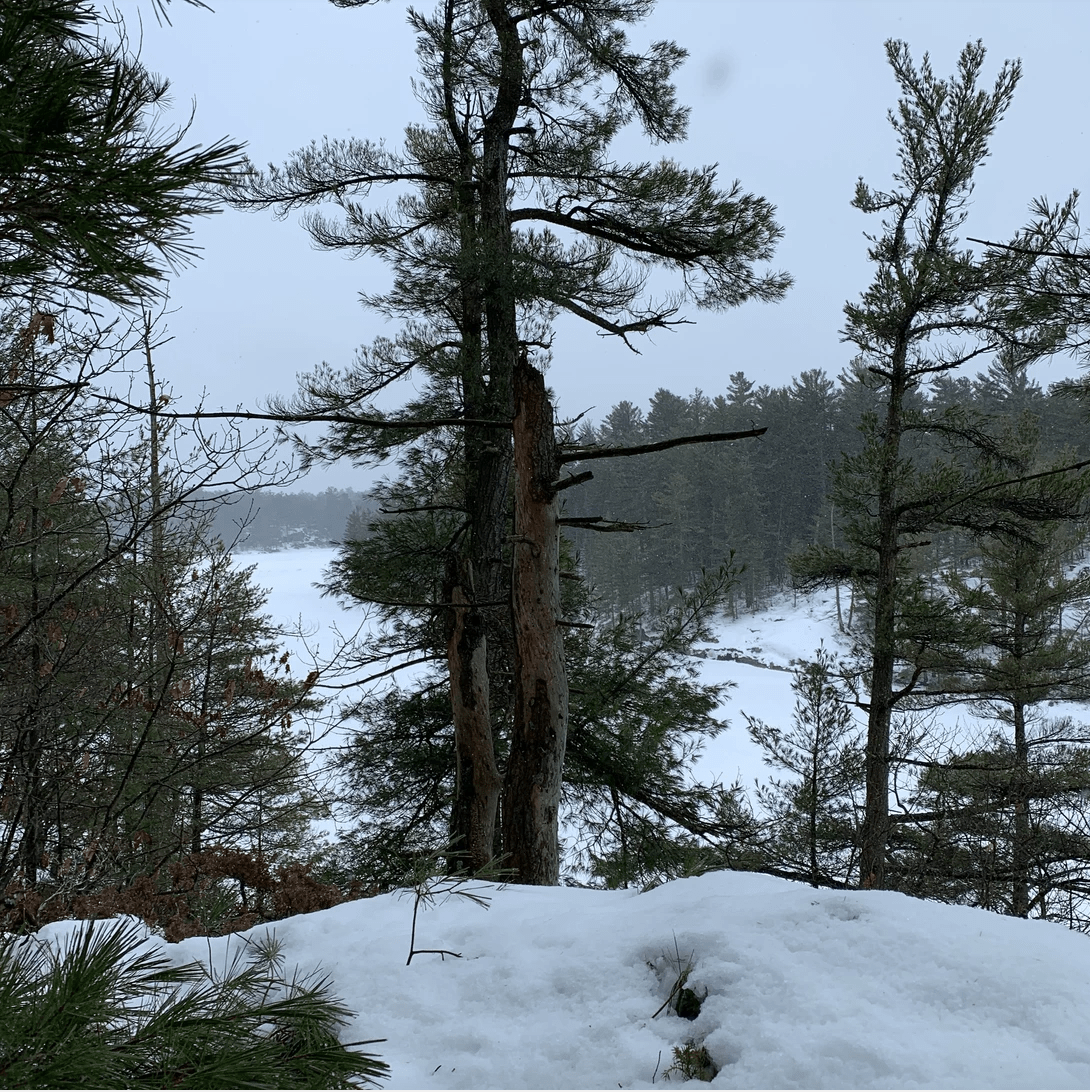 beautiful winter nature scene