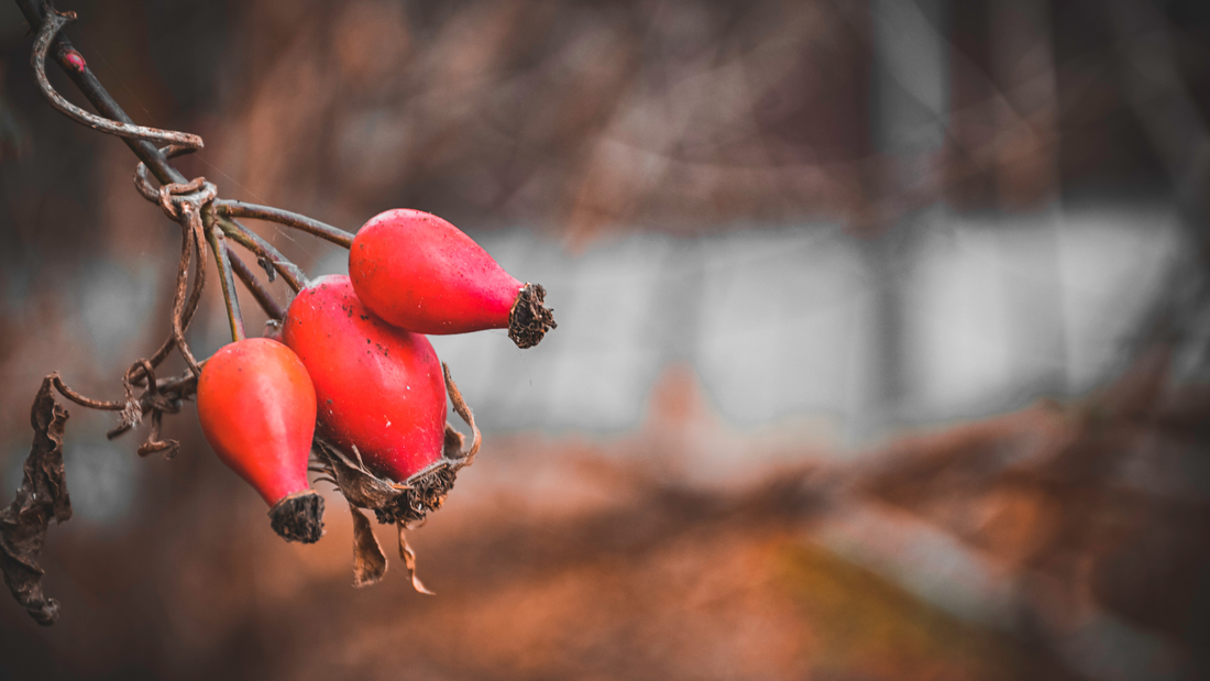 Rosehip Seed Oil: A Pretty Wild Winter Glow Essential