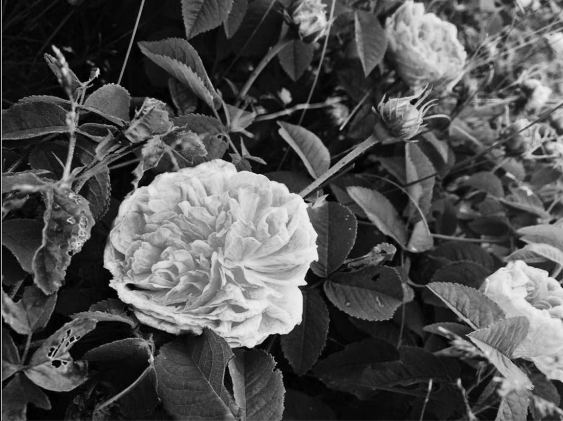 gorgeous wild roses on georgian bay